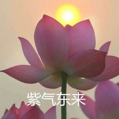 天女不想谈恋爱游戏下载
